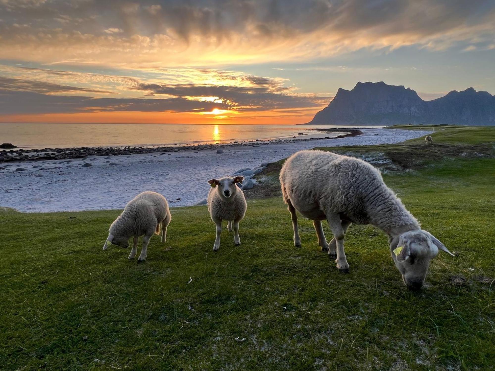 Fisherman'S Cabin, Lofoten - 24 Bardbua Ballstad Bagian luar foto